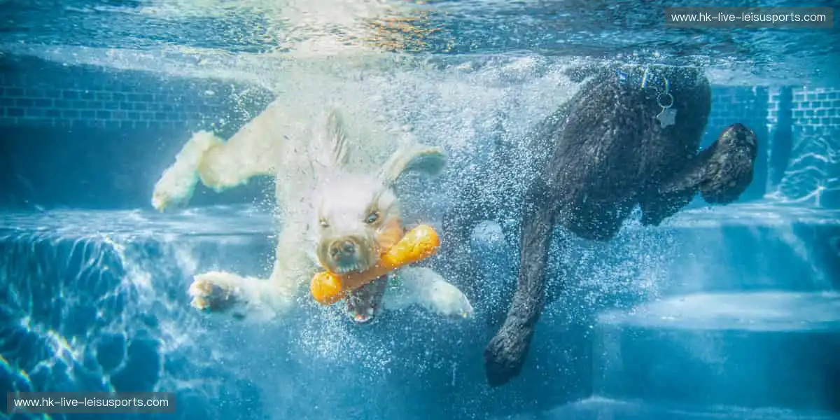 热血赛事，巅峰对决！